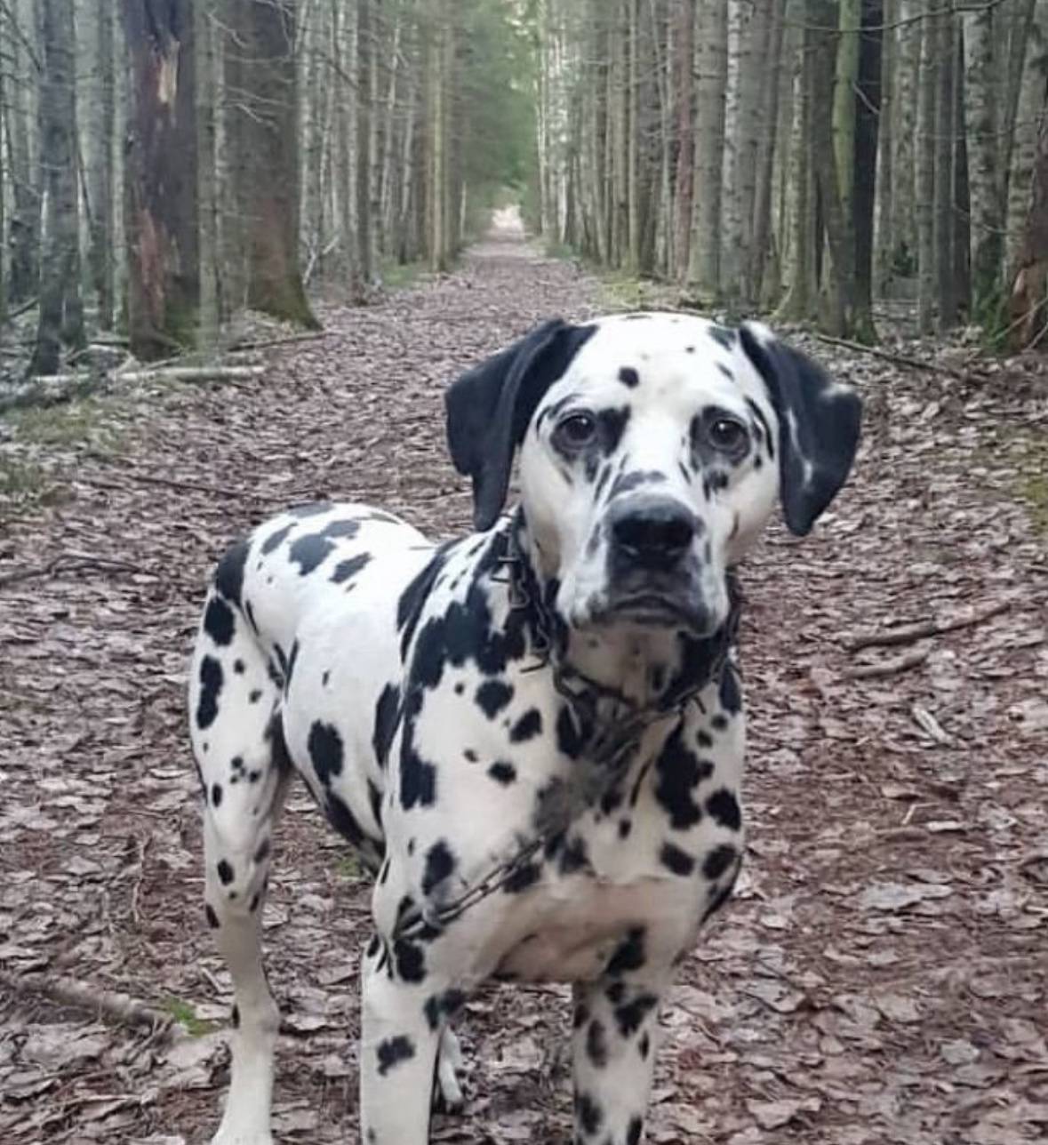 Пропала собака! Если кто-то ви...