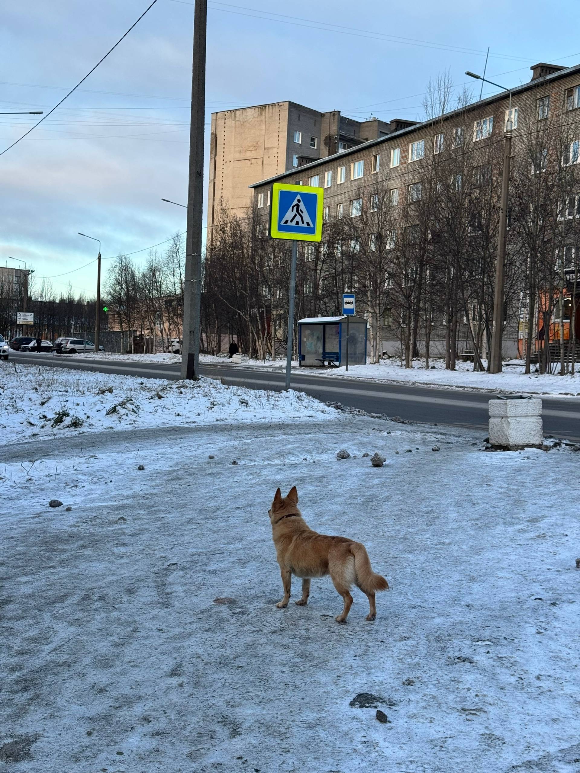 ЧЬЯ СОБАКА??? ===-===-===-===-...