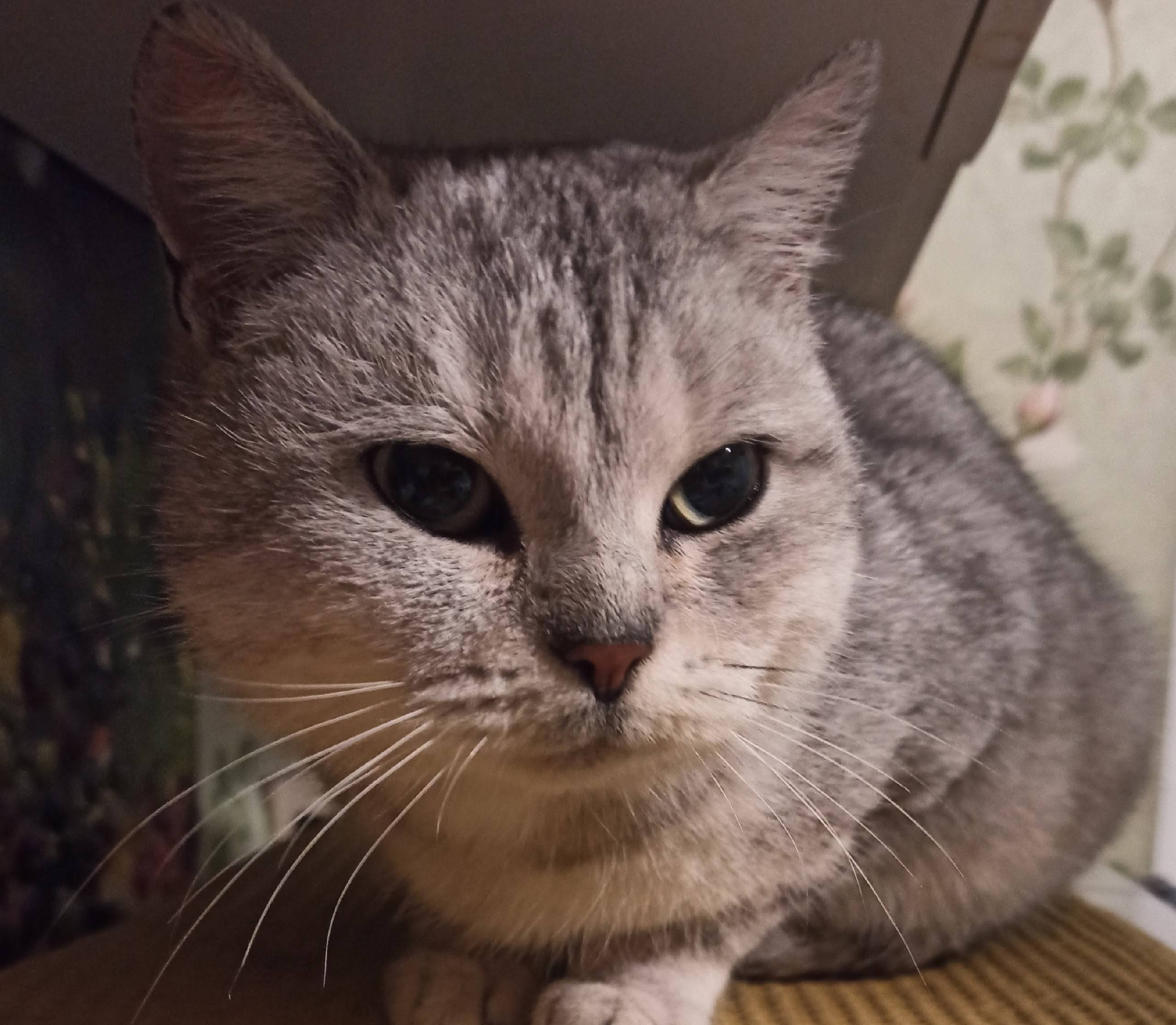 Найдена кошка по ул. Пролетарс...