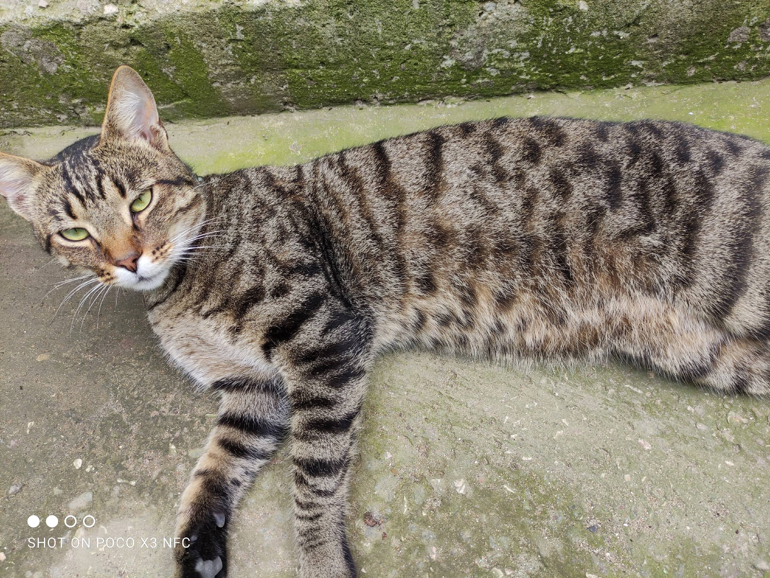 Пропал кот, очень надеюсь что ...