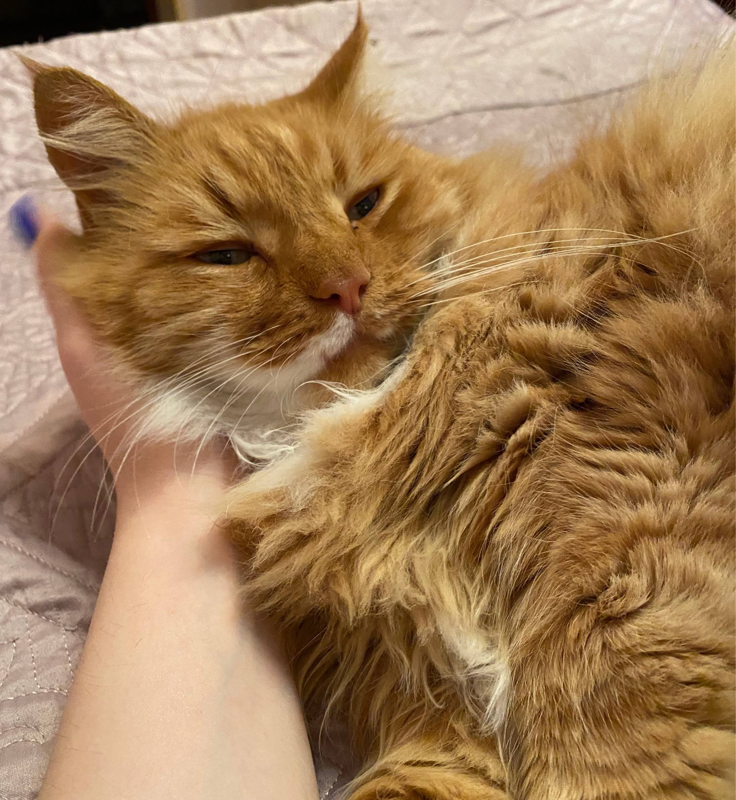 Потерялся кот! 🐾 Помогите, пож...