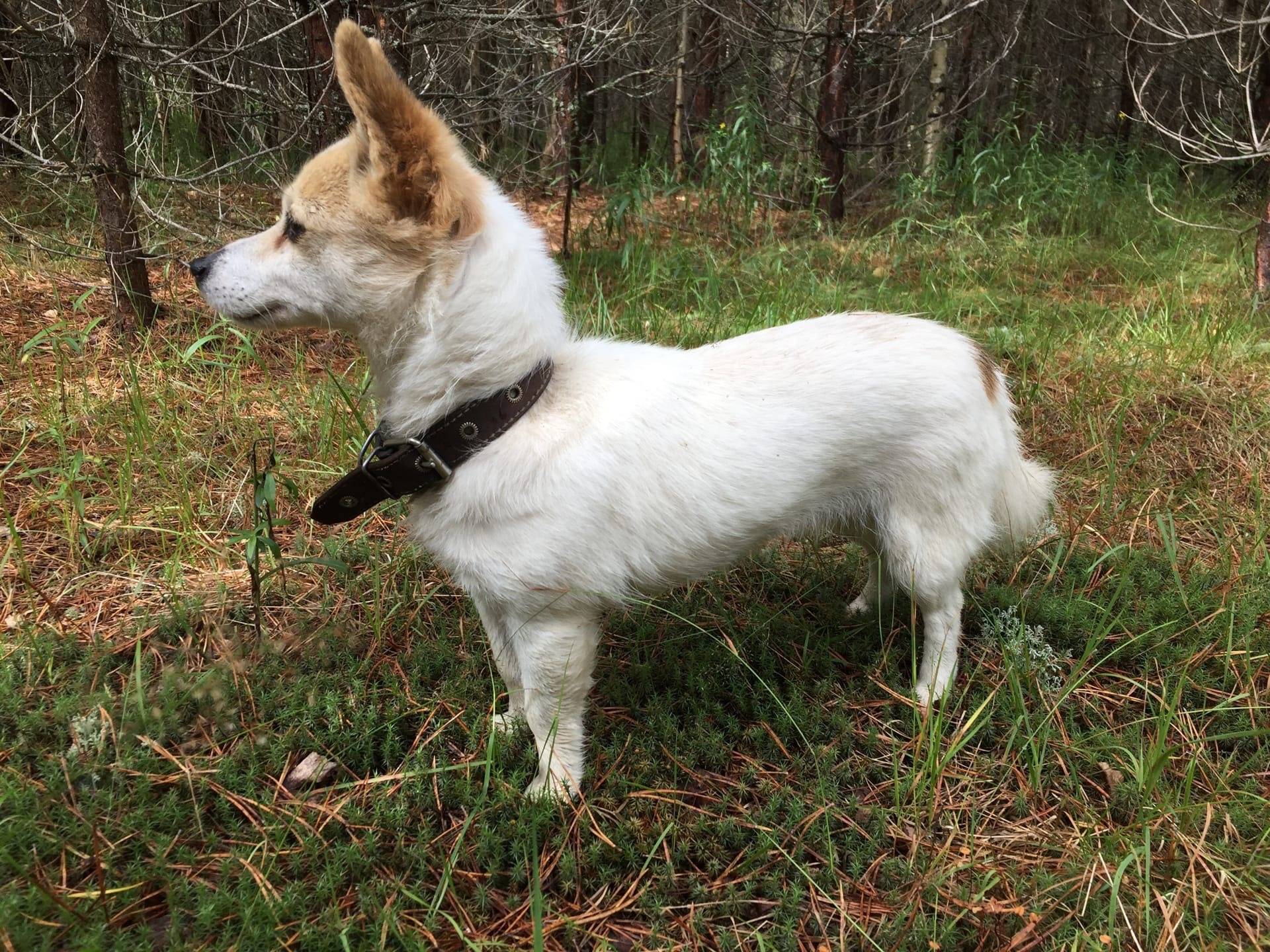 🆘🆘🆘Потерялась собачка‼ Пропала...