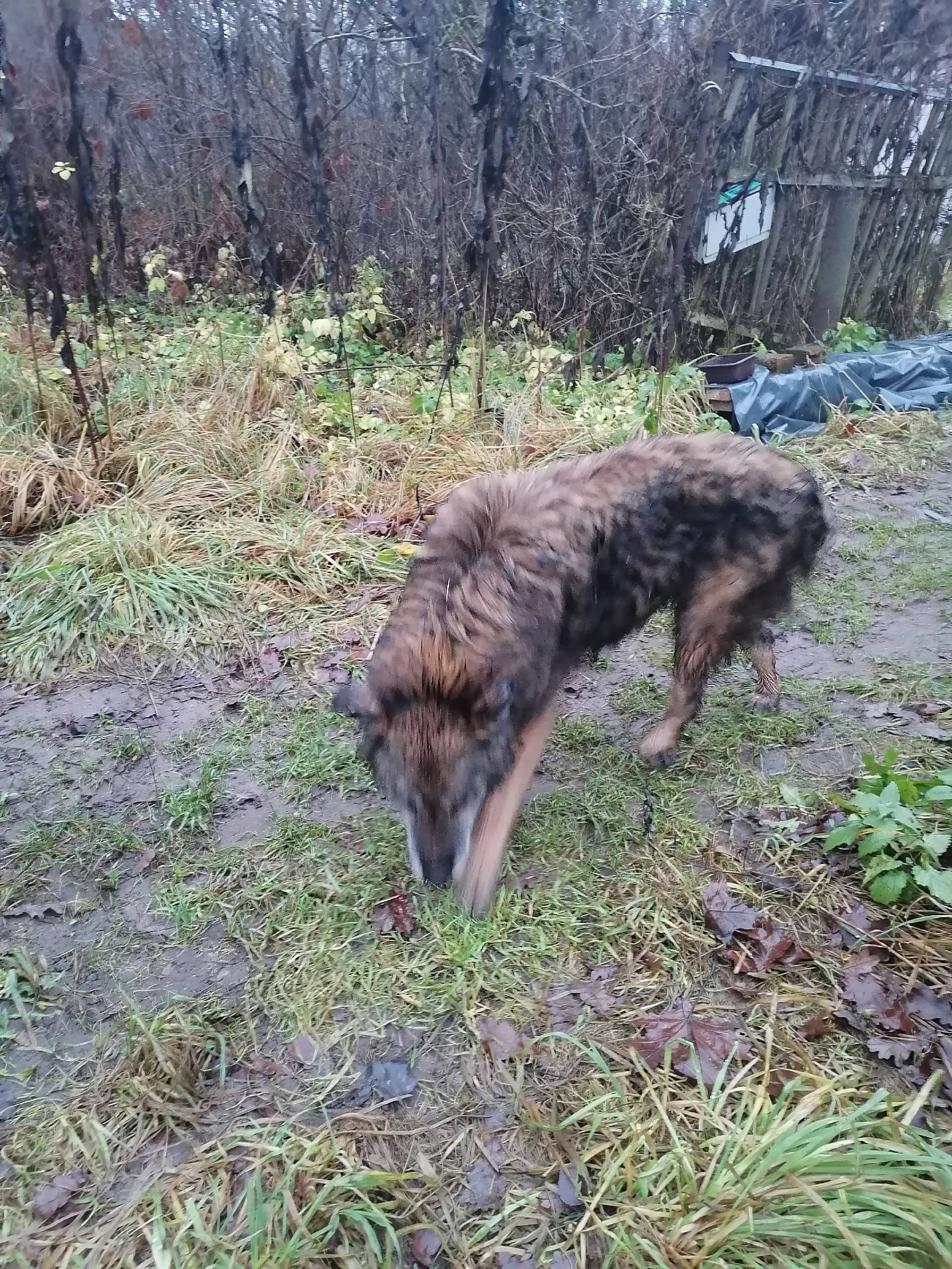 Добрый день, жители посёлка Вы...