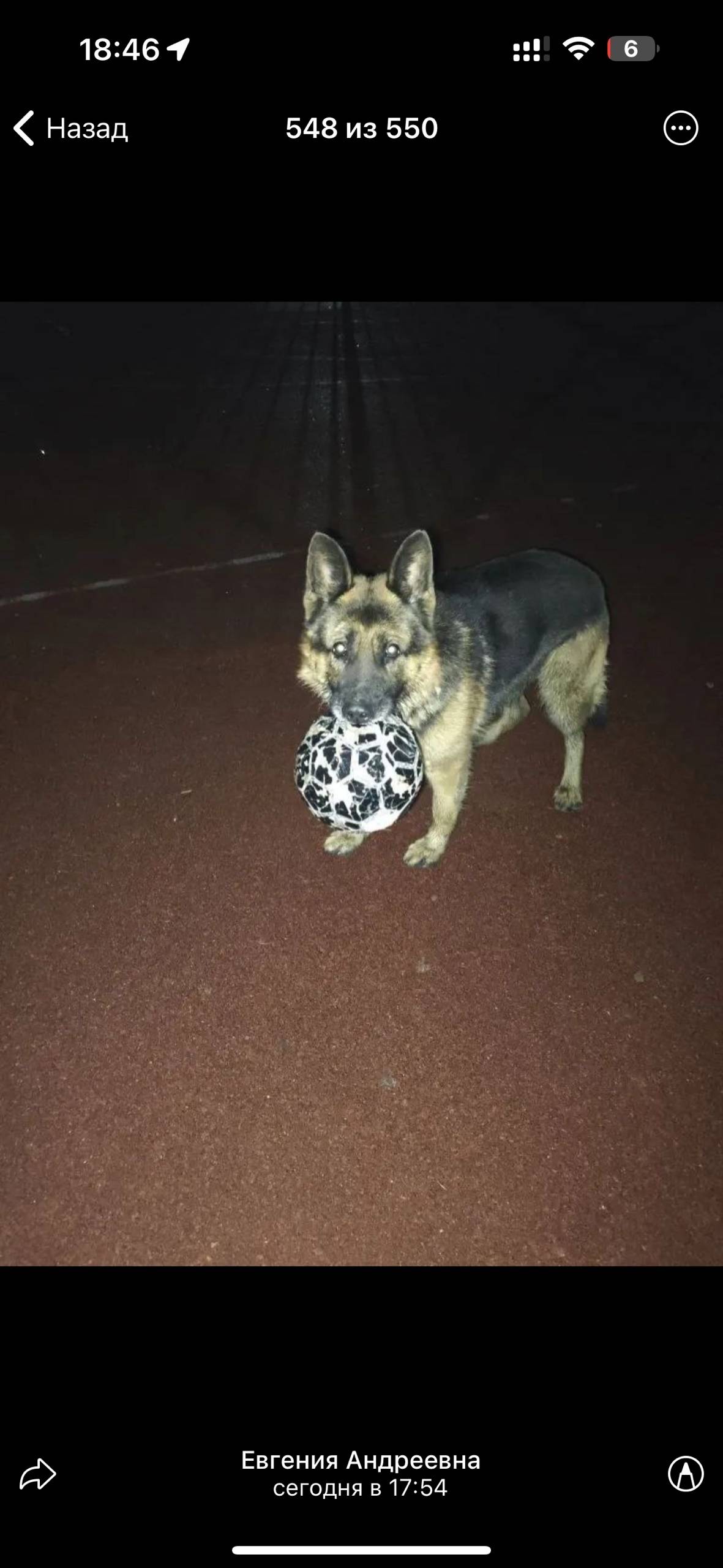 Бегает собака, видимо потеряла...