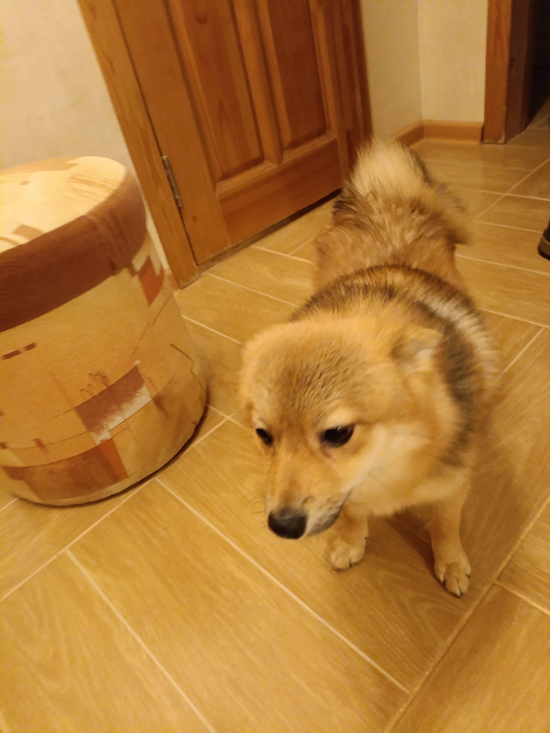 Найдена собачка в парке. На ви...