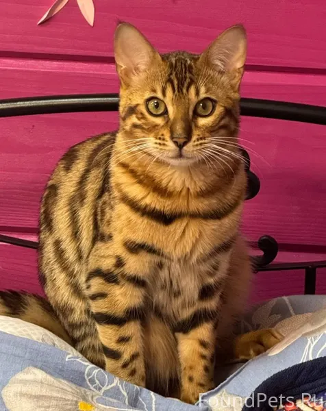 Помогите найти кота! Пропал до...