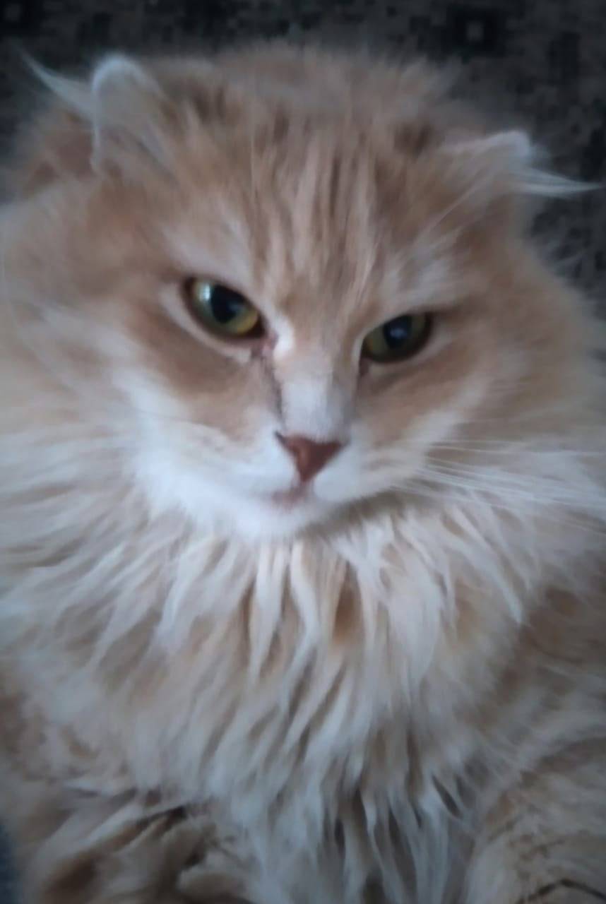 Здравствуйте, пропал кот, зову...