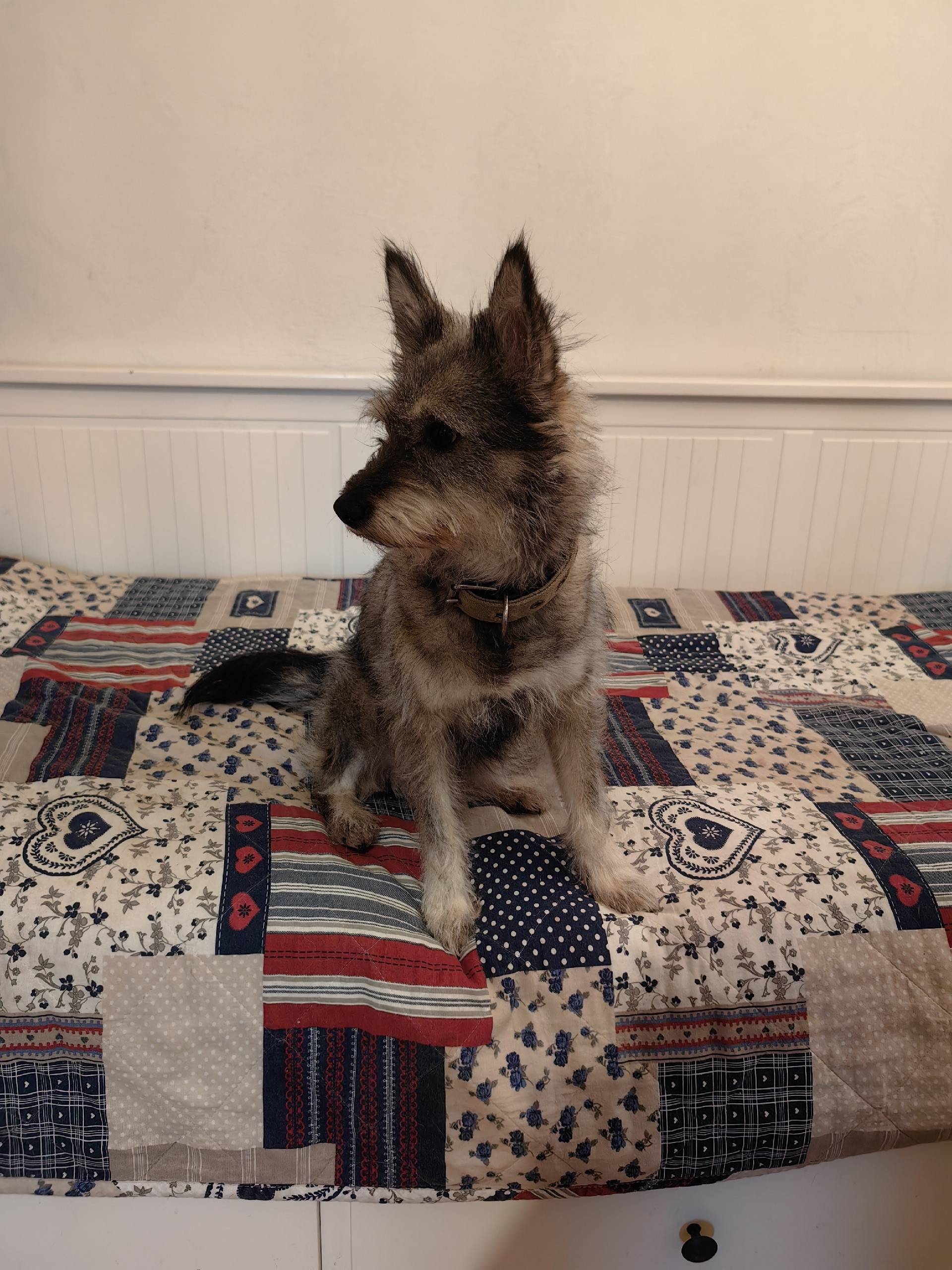 Найдена Собака Девочка. пл.Сов...