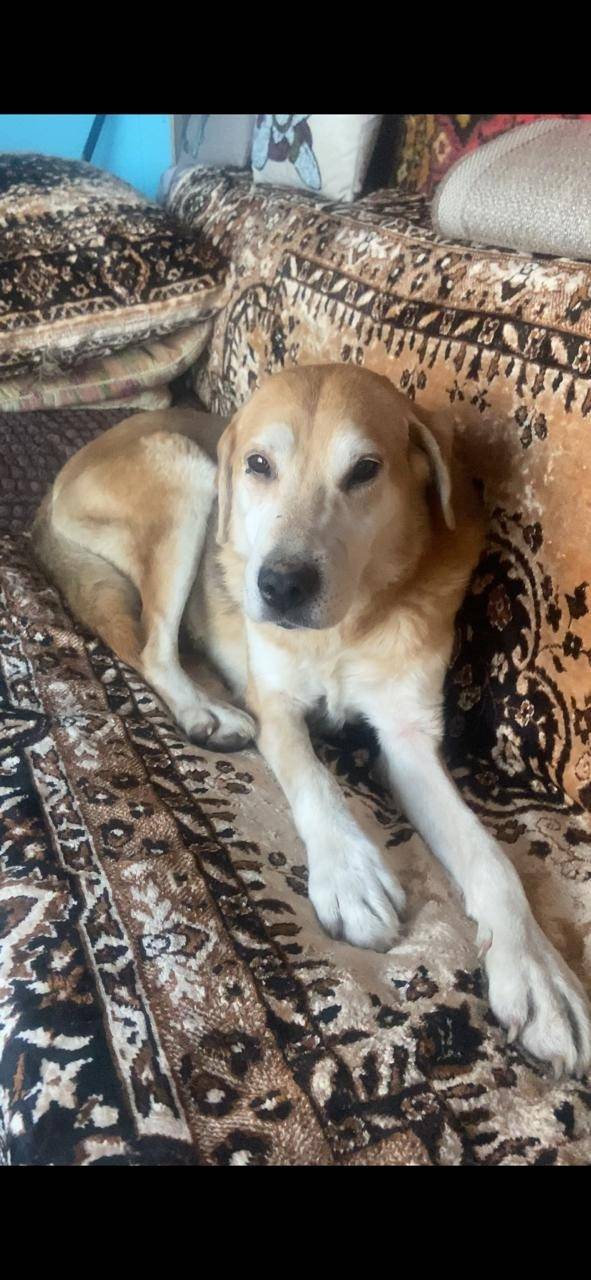 Пропала собака во время охоты,...