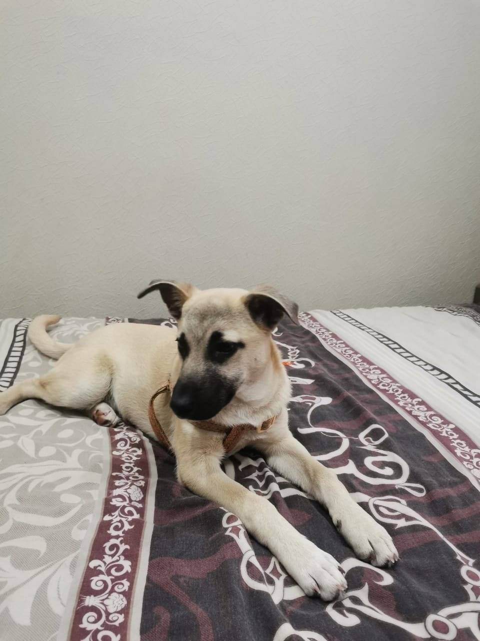 В Володарском районе найден ще...