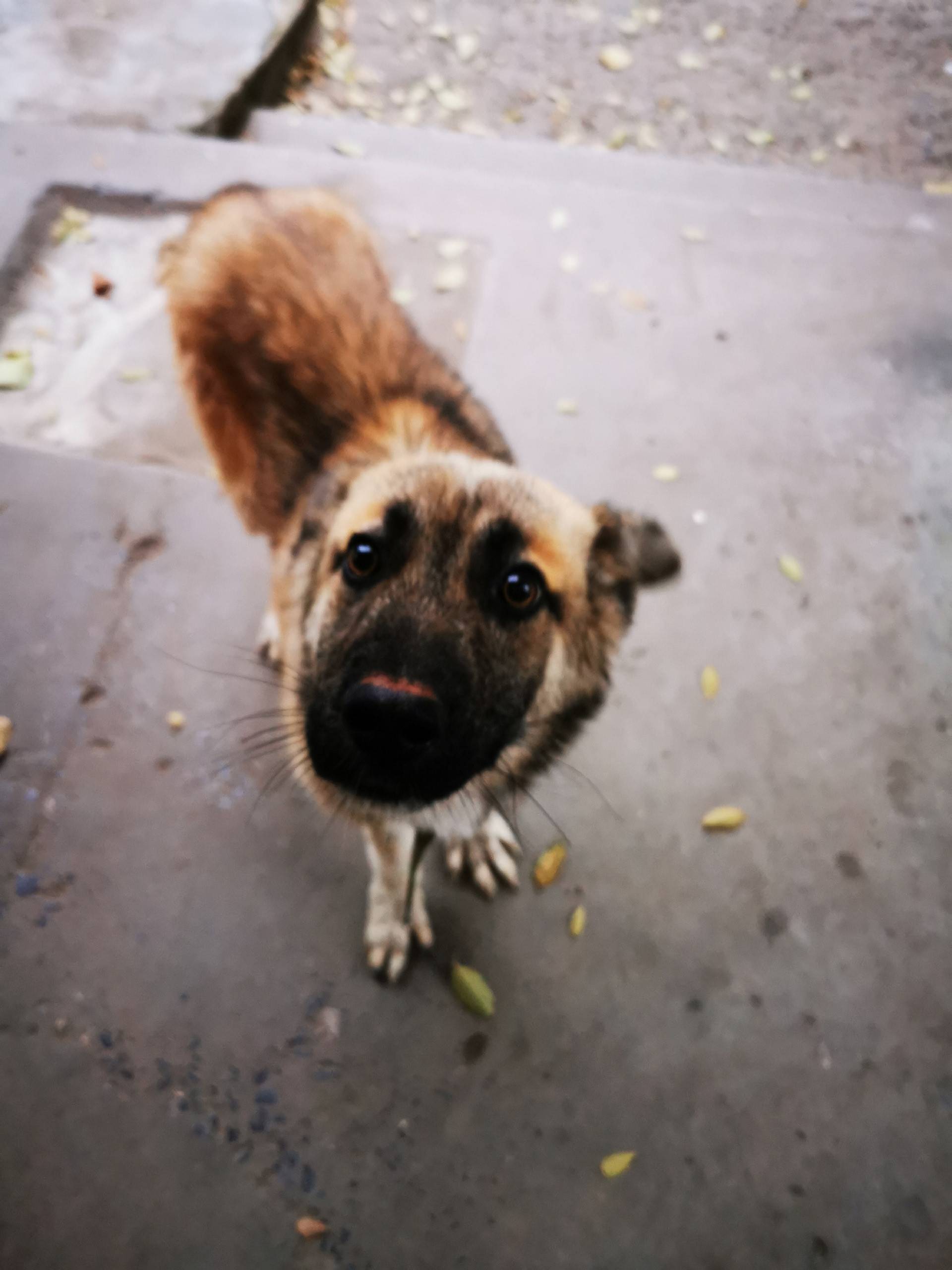 Бегает щенок-подросток Красноа...