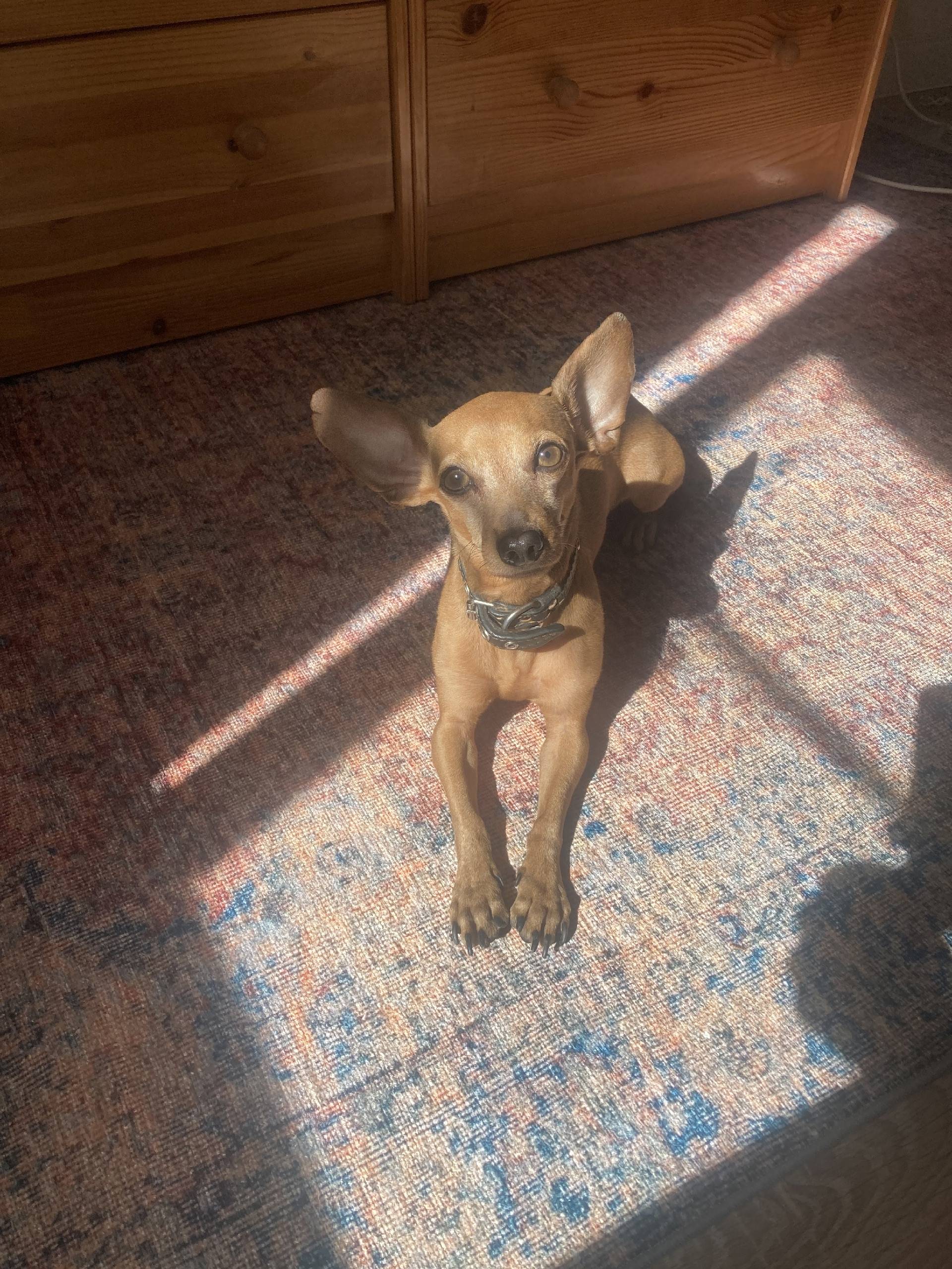 Пропала собака, мальчик. Арбек...