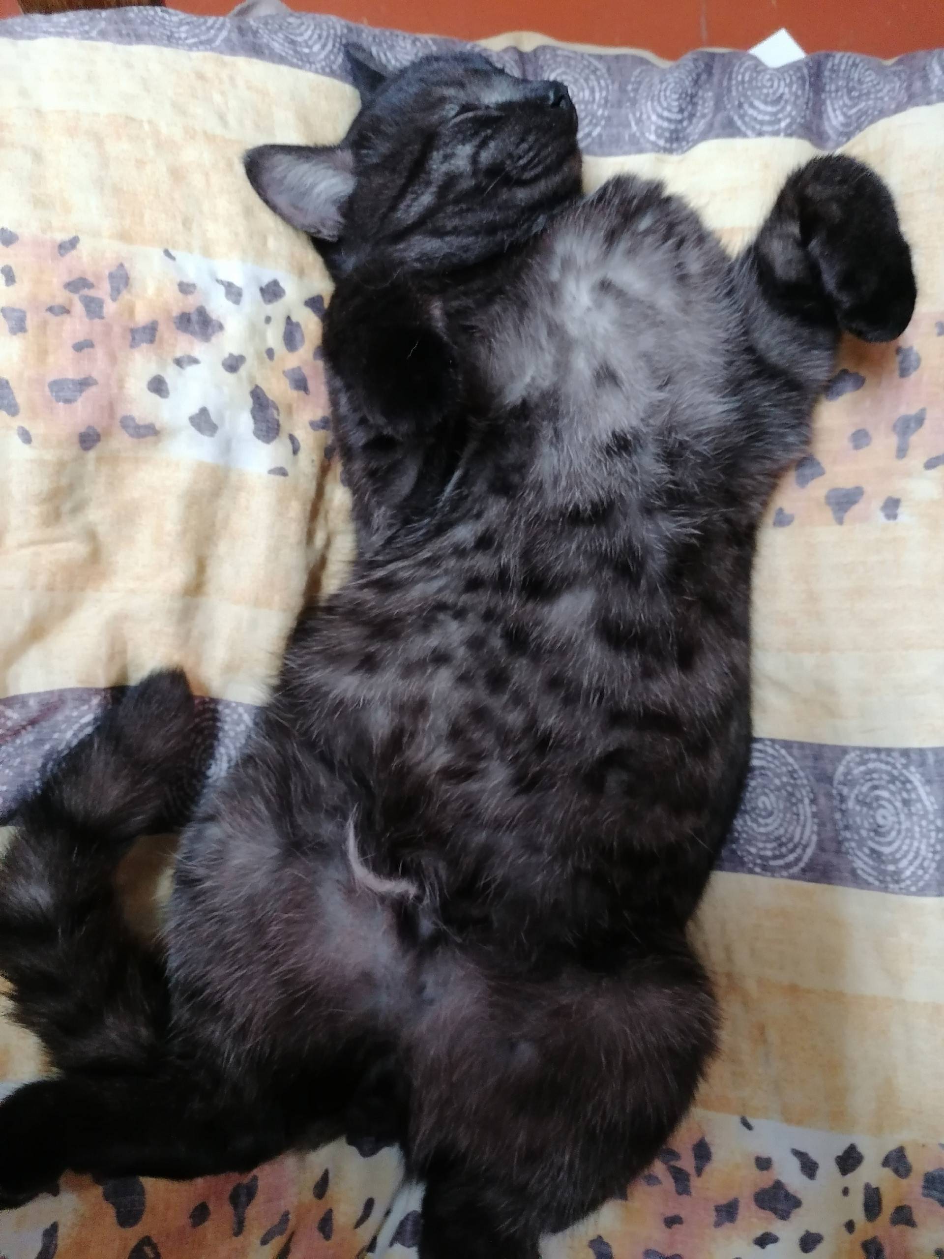 Пропал кот, в районе улицы Гай...