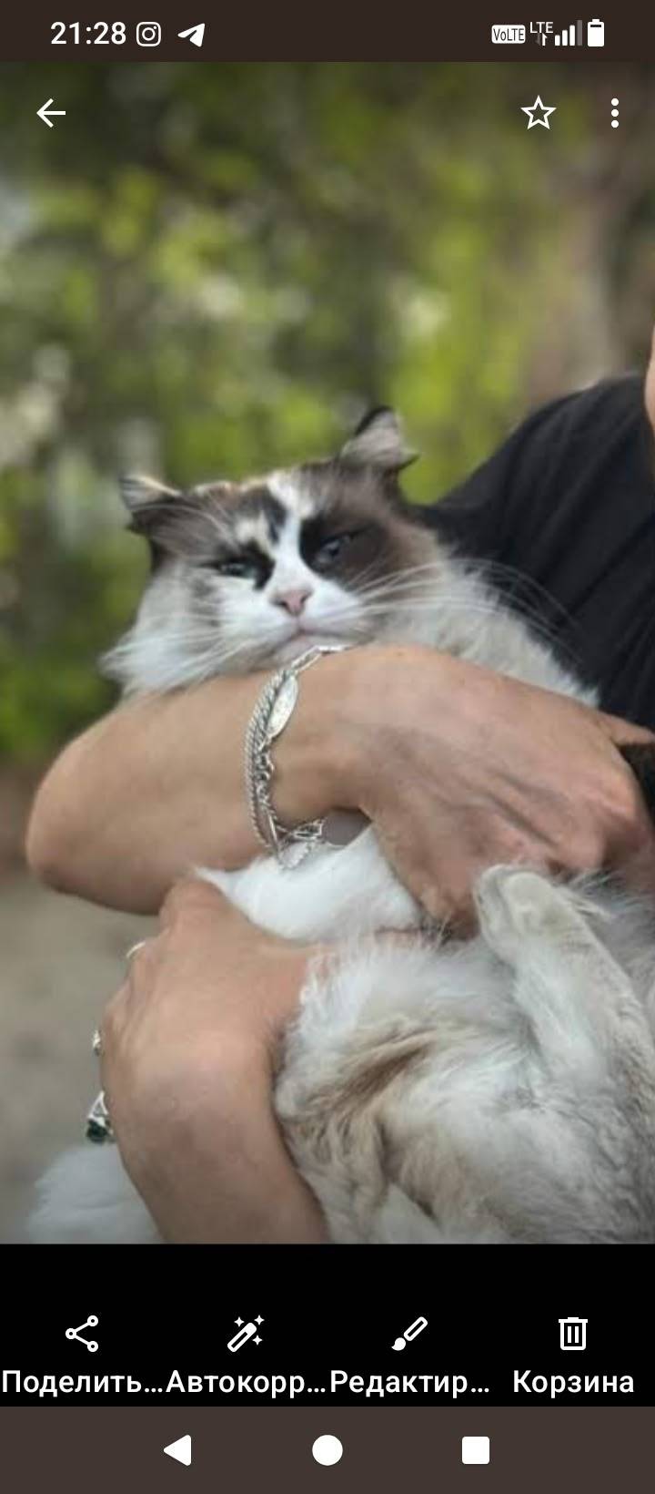 Пропала кошка Бастет! Если кто...