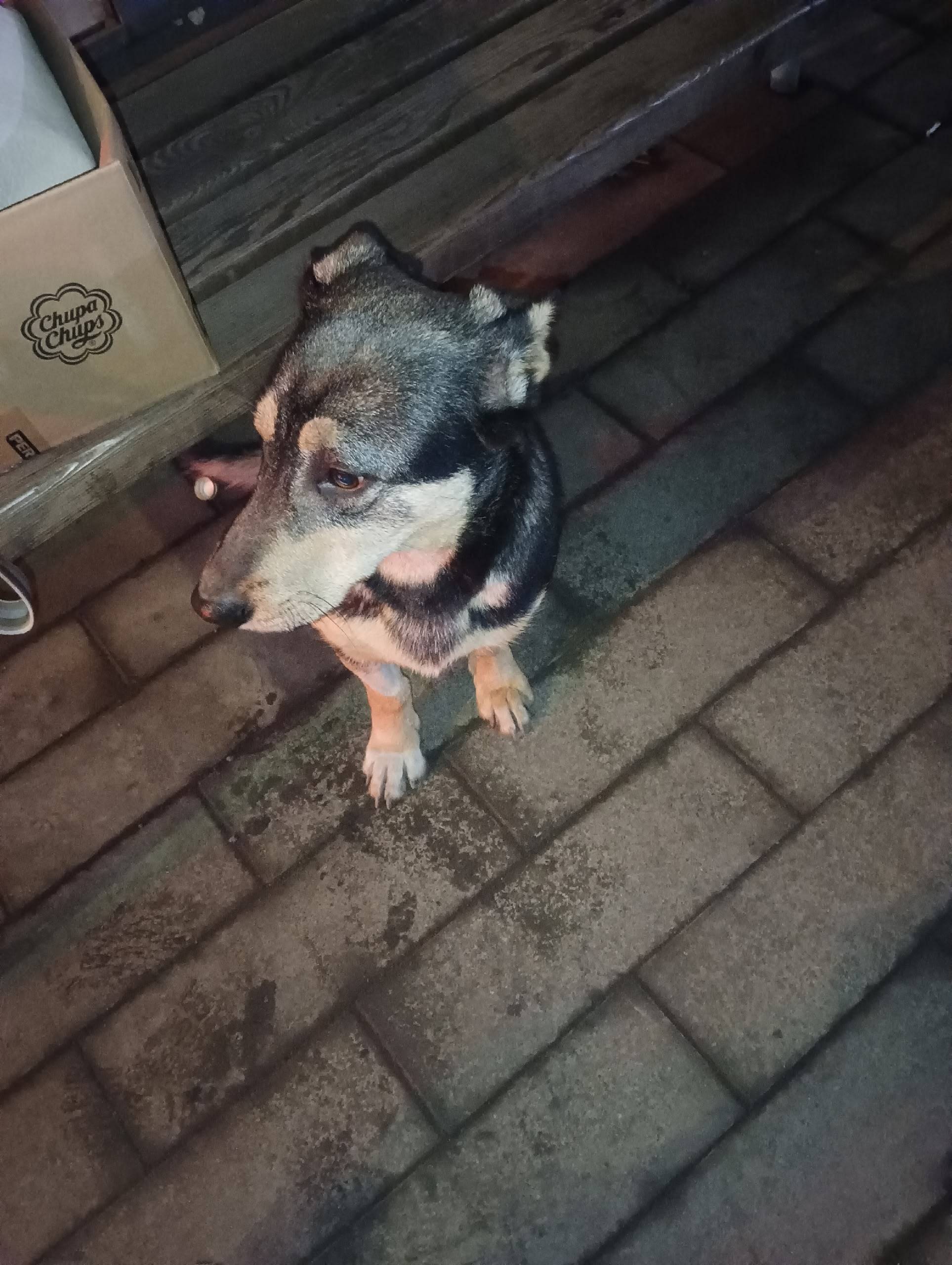 Бегает пёсик ,вдоль трамвайной...