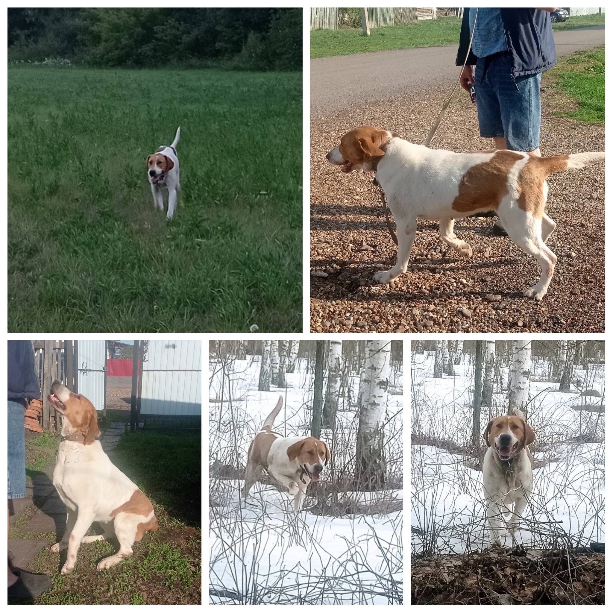 Пропала собака. Русская пегая ...