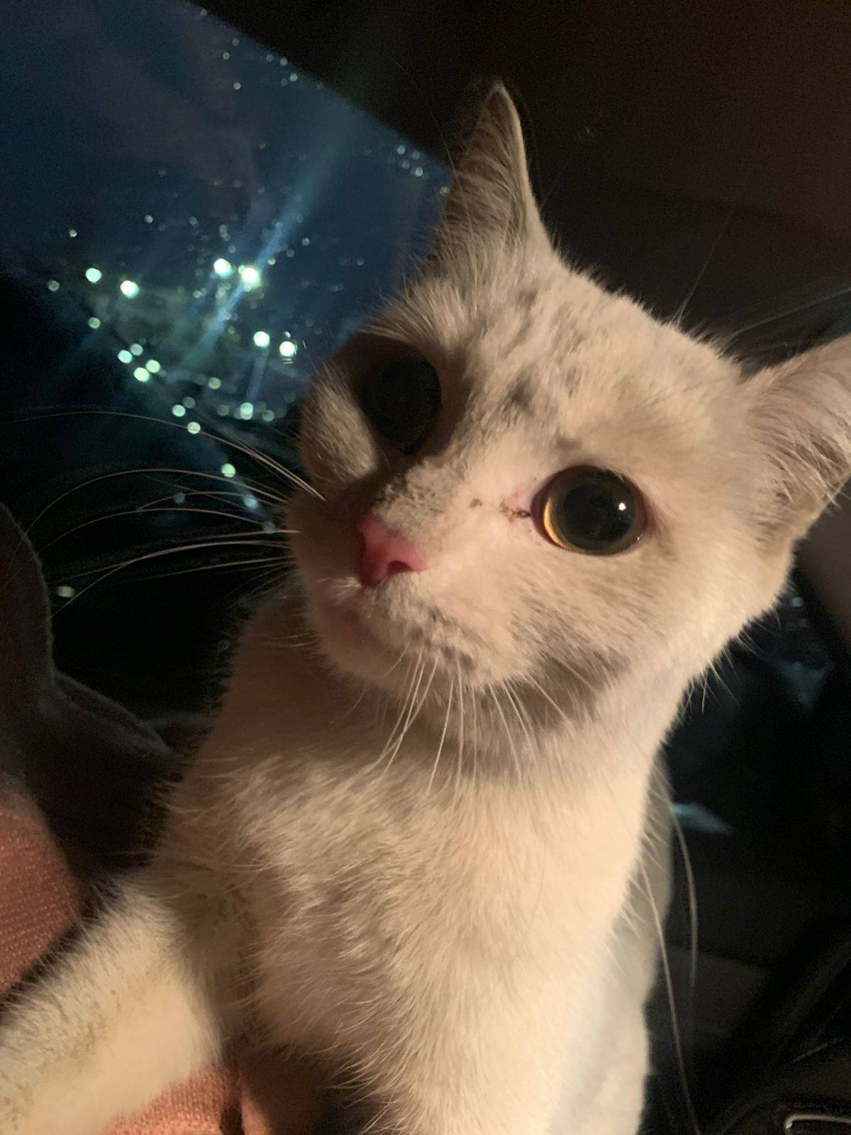 Найдена кошка! Белая, ласковая...