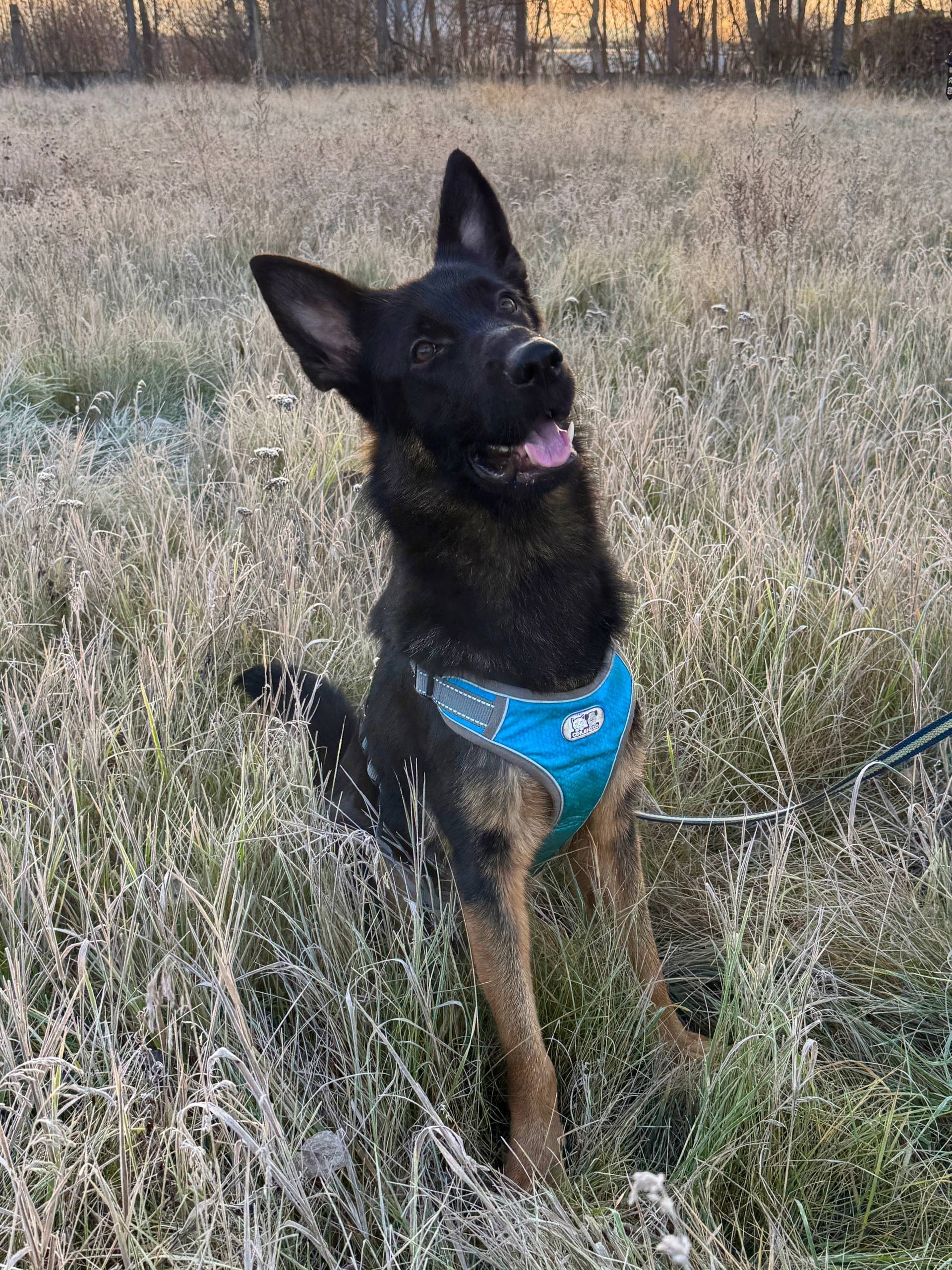 Найдена собака в Дзержинске,в ...