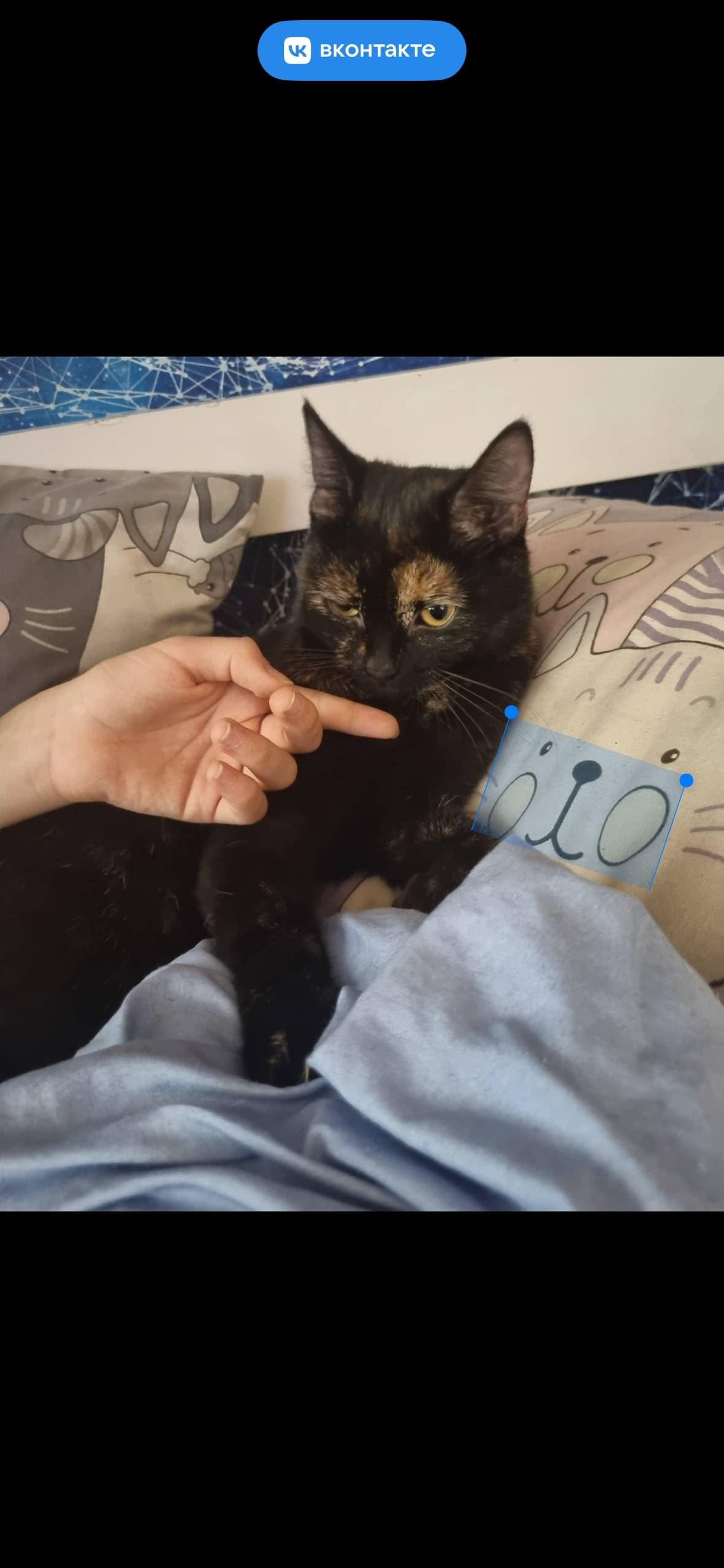 Найдена кошка около магазина Л...