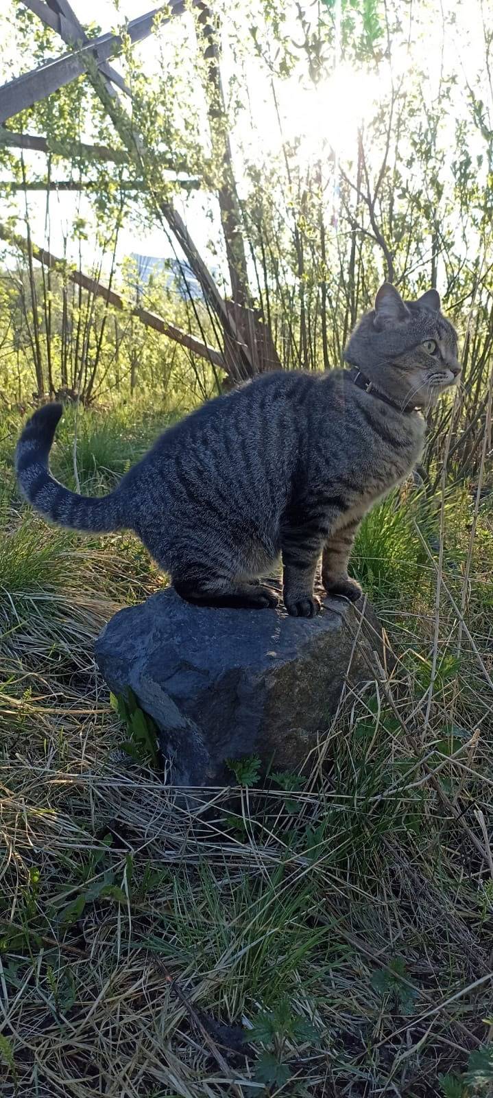 Мурманск. Пропал кот [id340858...