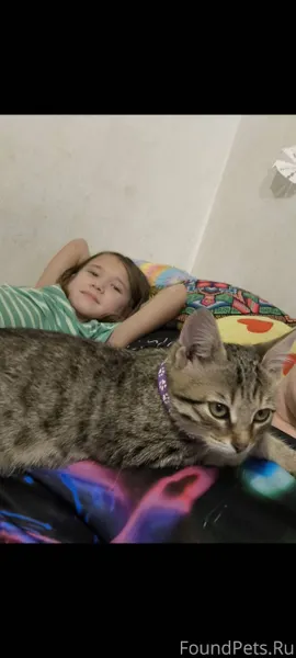 Пропал котенок тигрового цвета...