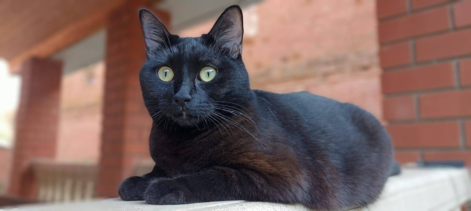 Потерялась кошка, домашняя, пу...