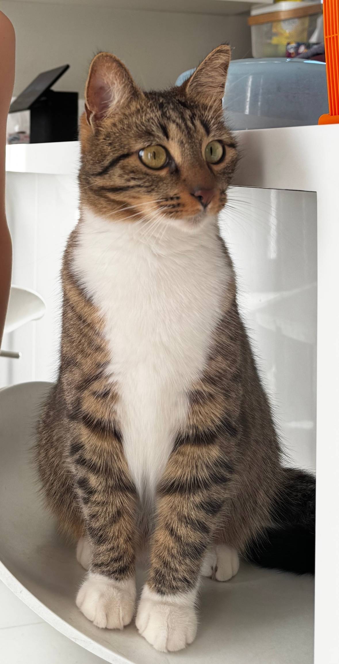 Пропала кошечка, продолжаем по...