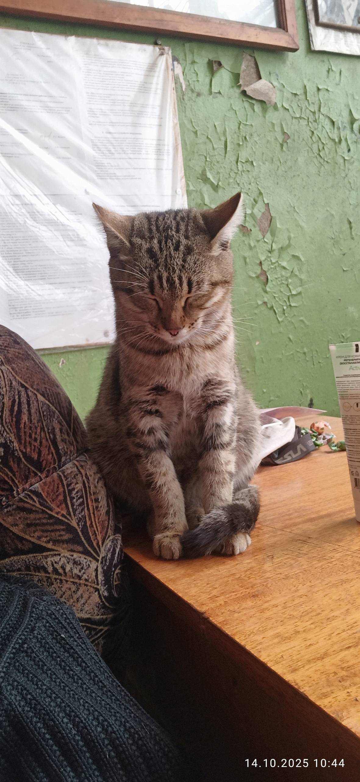 Найден кот, в районе Грибка. Д...