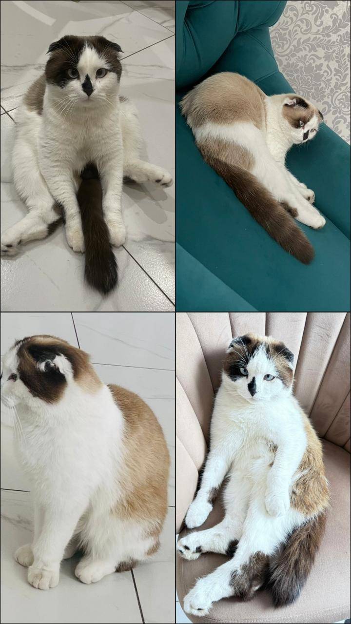 Пропал кот Лунтик . Район сода...