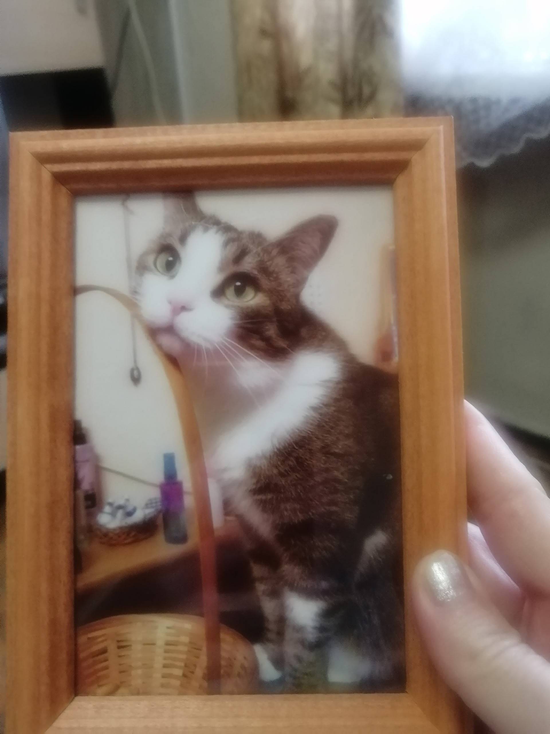 С августа месяца, ищу кота. Пр...