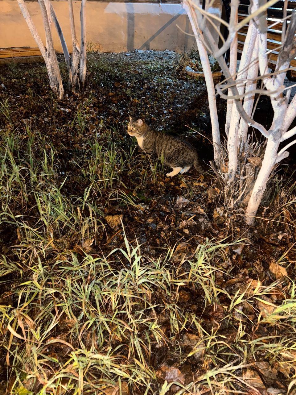 Найден кот в районе гастронома