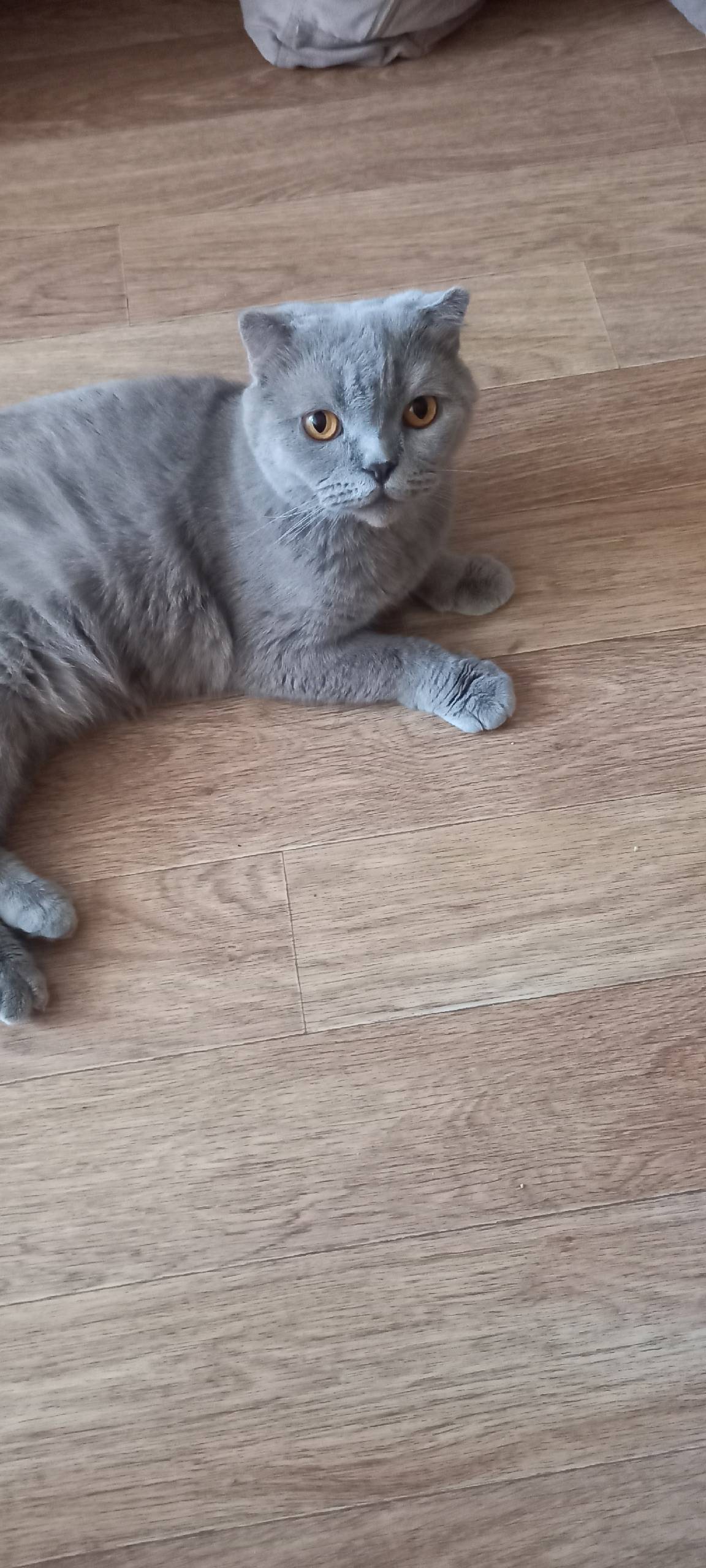 Найдена кошка,шотландка веслоу...