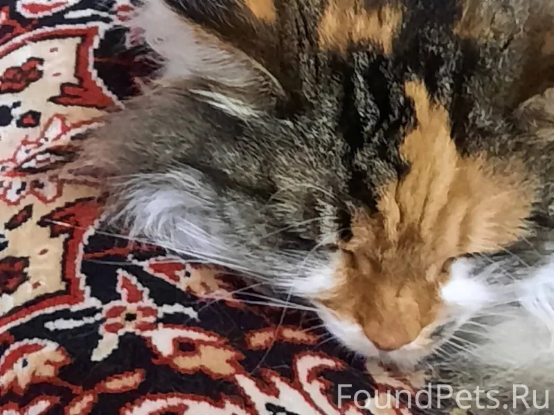 Здравствуйте! Просим помощи жи...