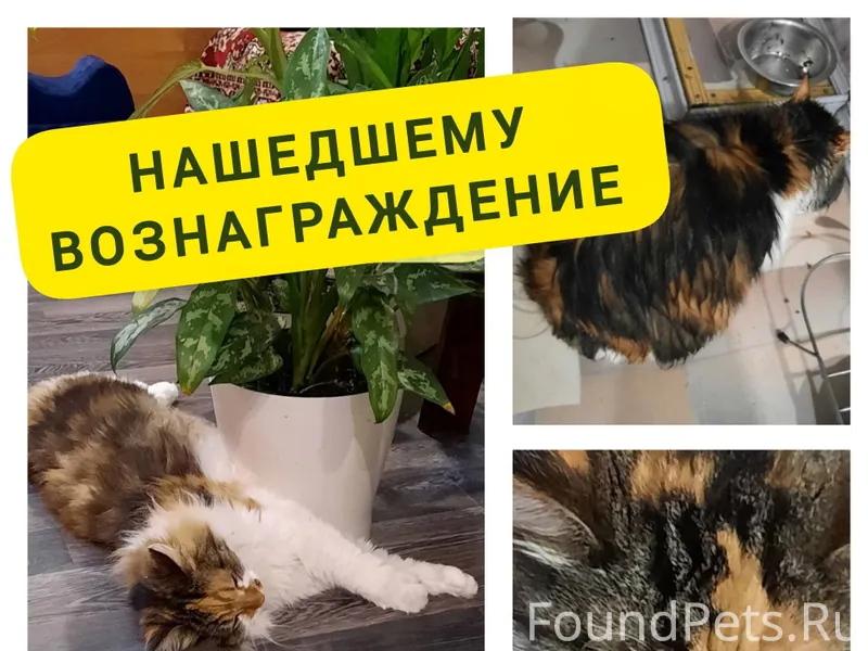 Пропала кошка, Стеша. Няндома,...