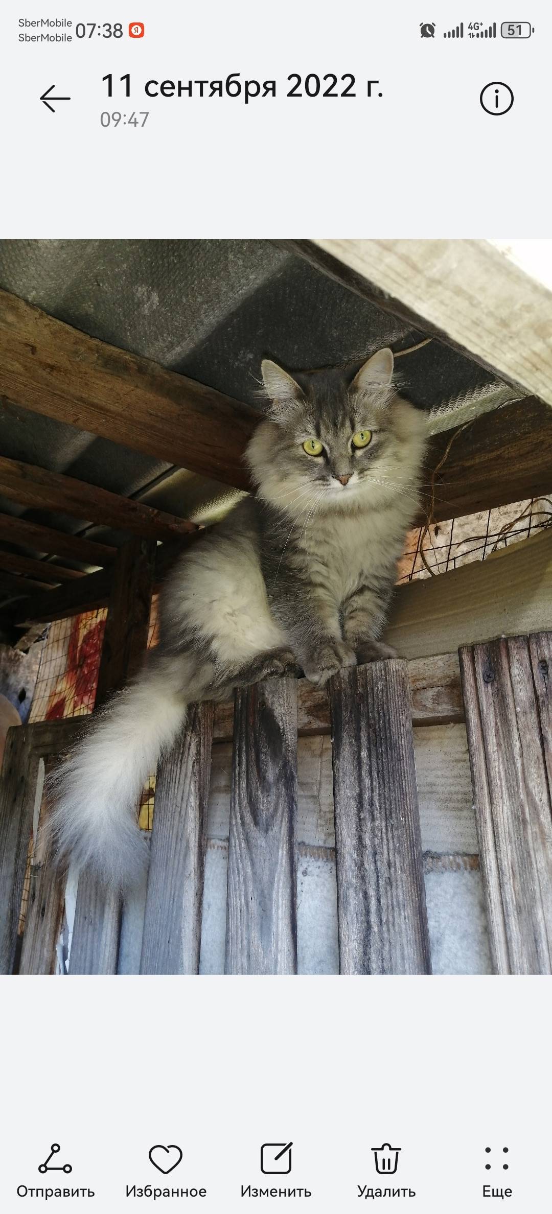 Пропал кот. Кто видел сообщите...