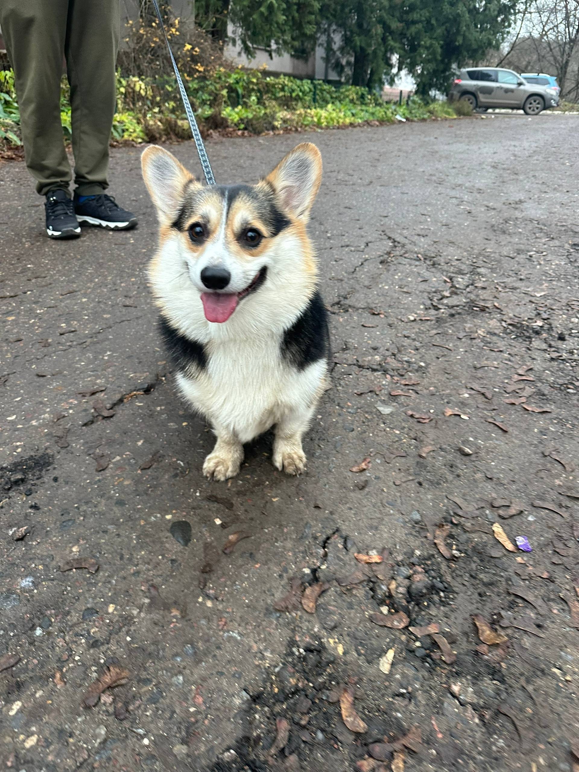 Найдена собака, на перекрестке...