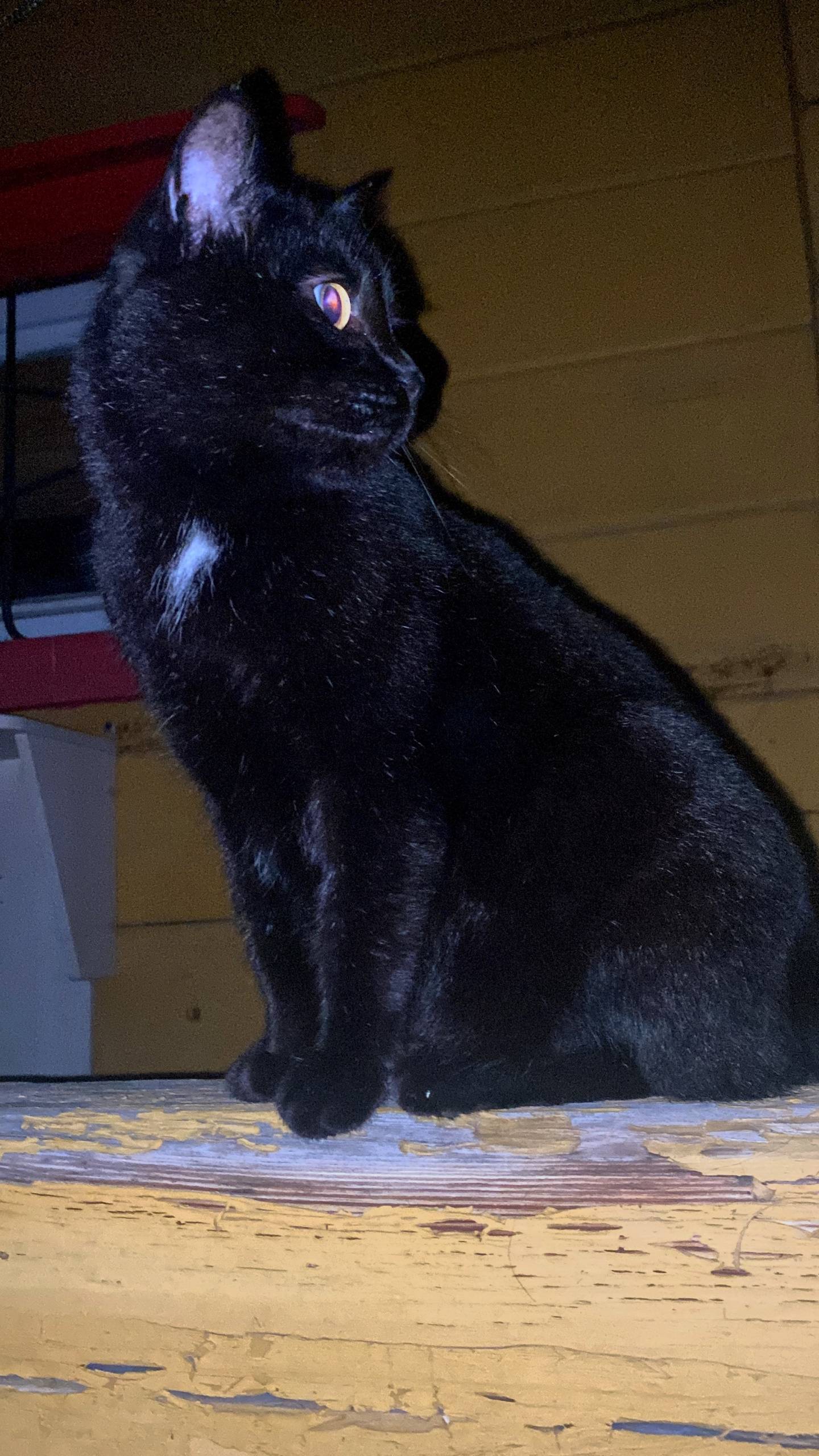 ПРОПАЛ ЧЕРНЫЙ КОТ вышел через ...