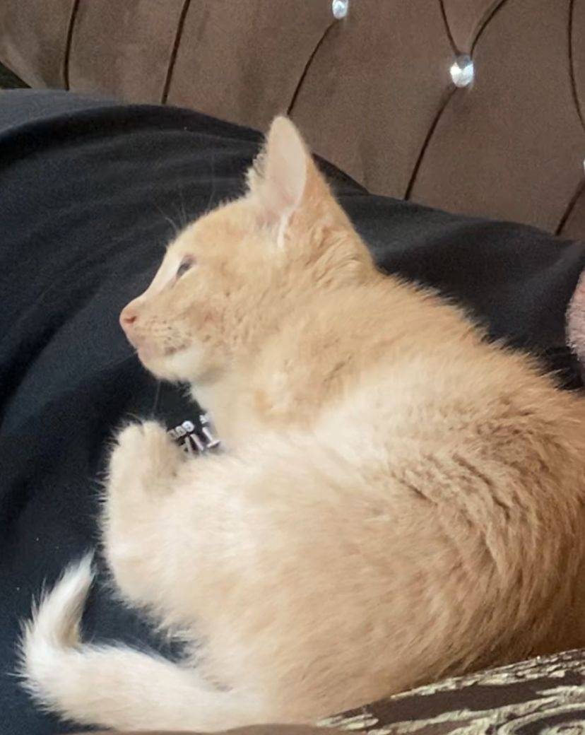 ❗Пропал котенок❗ Район северны...