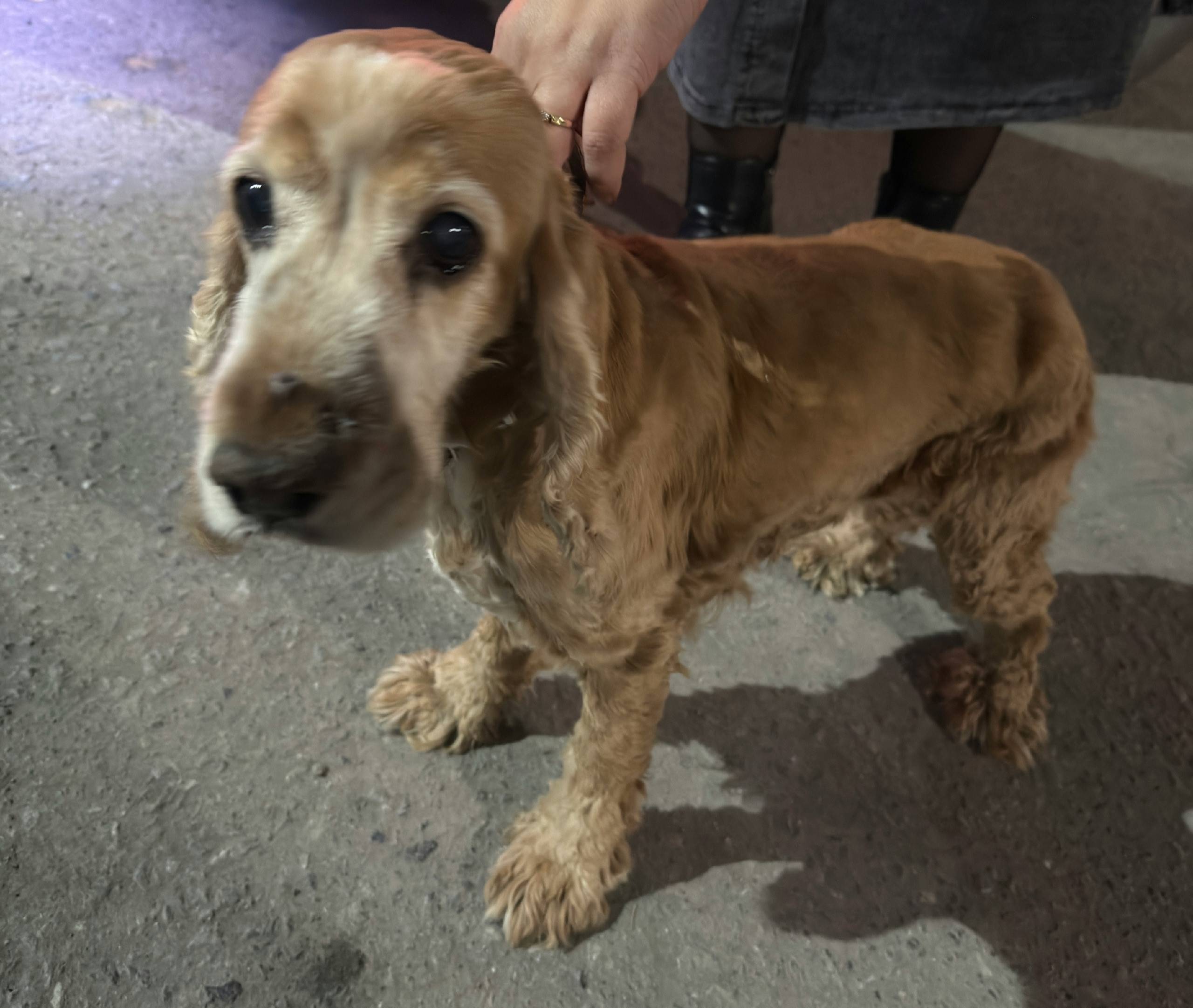 Найдена собака с ошейником на ...