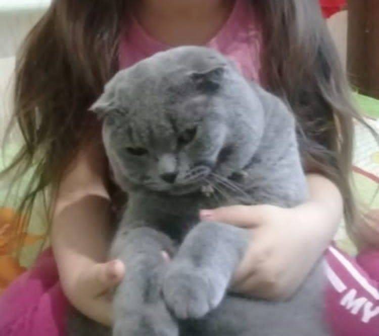 Пропал кот, если кто-то видел....