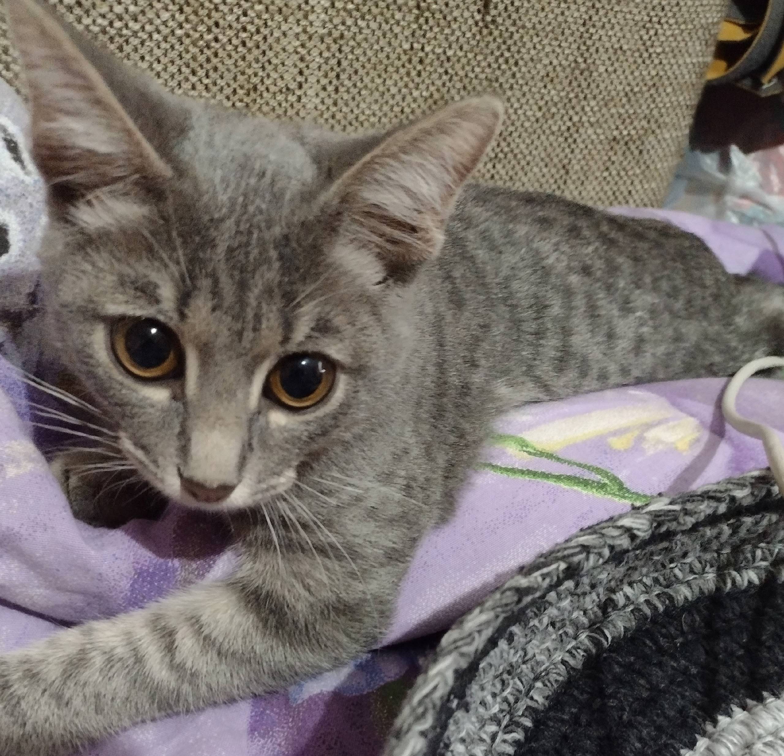 Найден котенок.Третий микрорай...