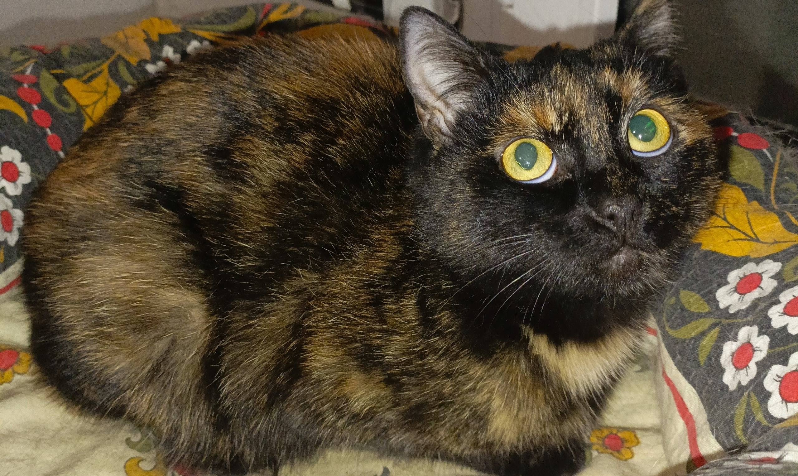 Найдена кошка в районе ул Ухто...