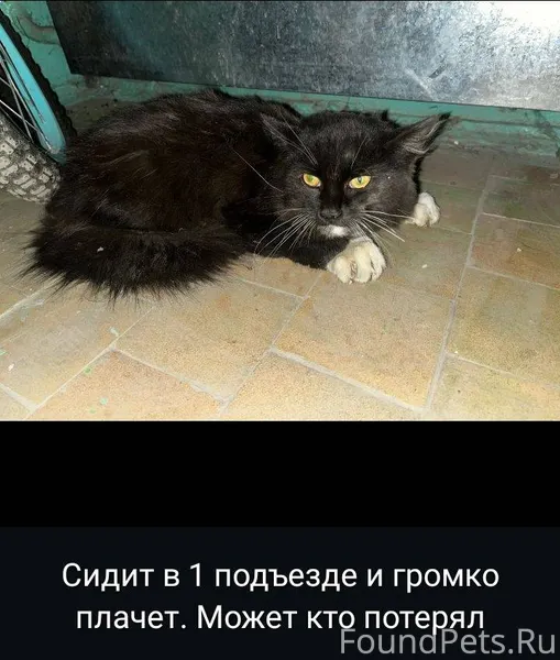 Найден котёнок примерно 5-6 ме...