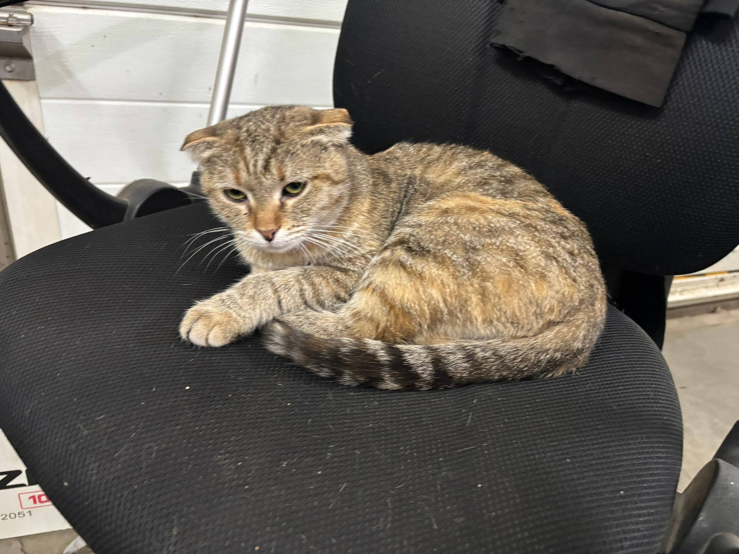 Найдена кошка в районе Мичурин...