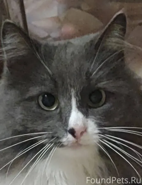 Пропал котик. Отзывается по кл...