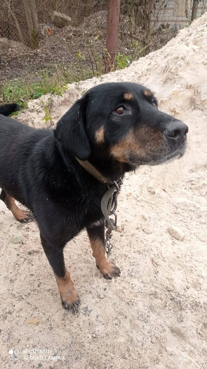 Чей пес потерялся? Бегал где С...