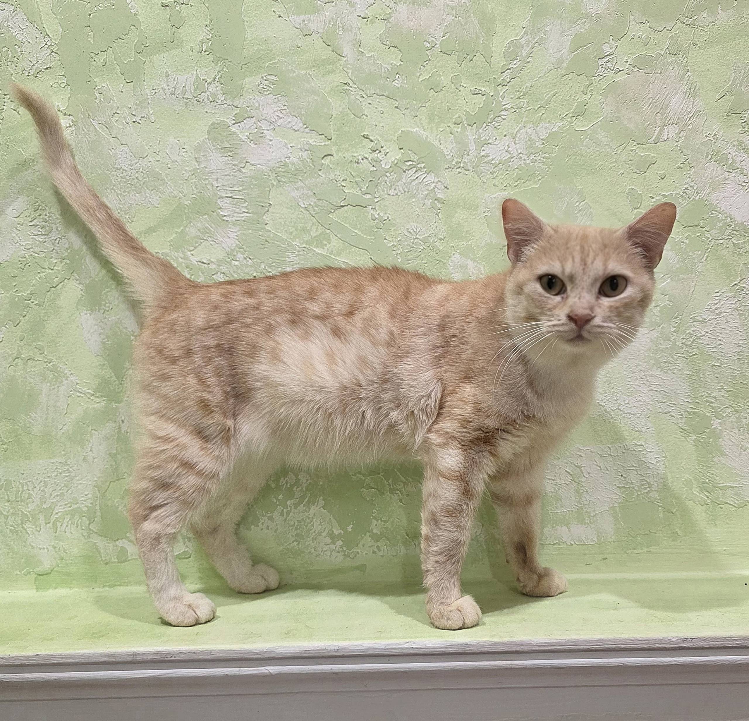 🌟🌟🌟ПРЕДСТАВЛЯЕМ ВАШЕМУ ВНИМАНИ...