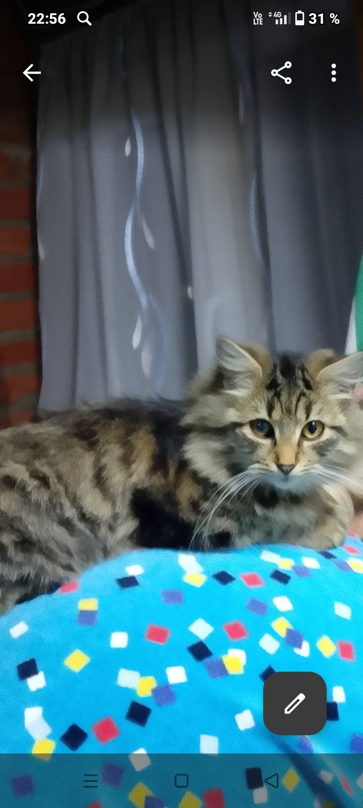 Пропал кот!!! Василий! Если кт...