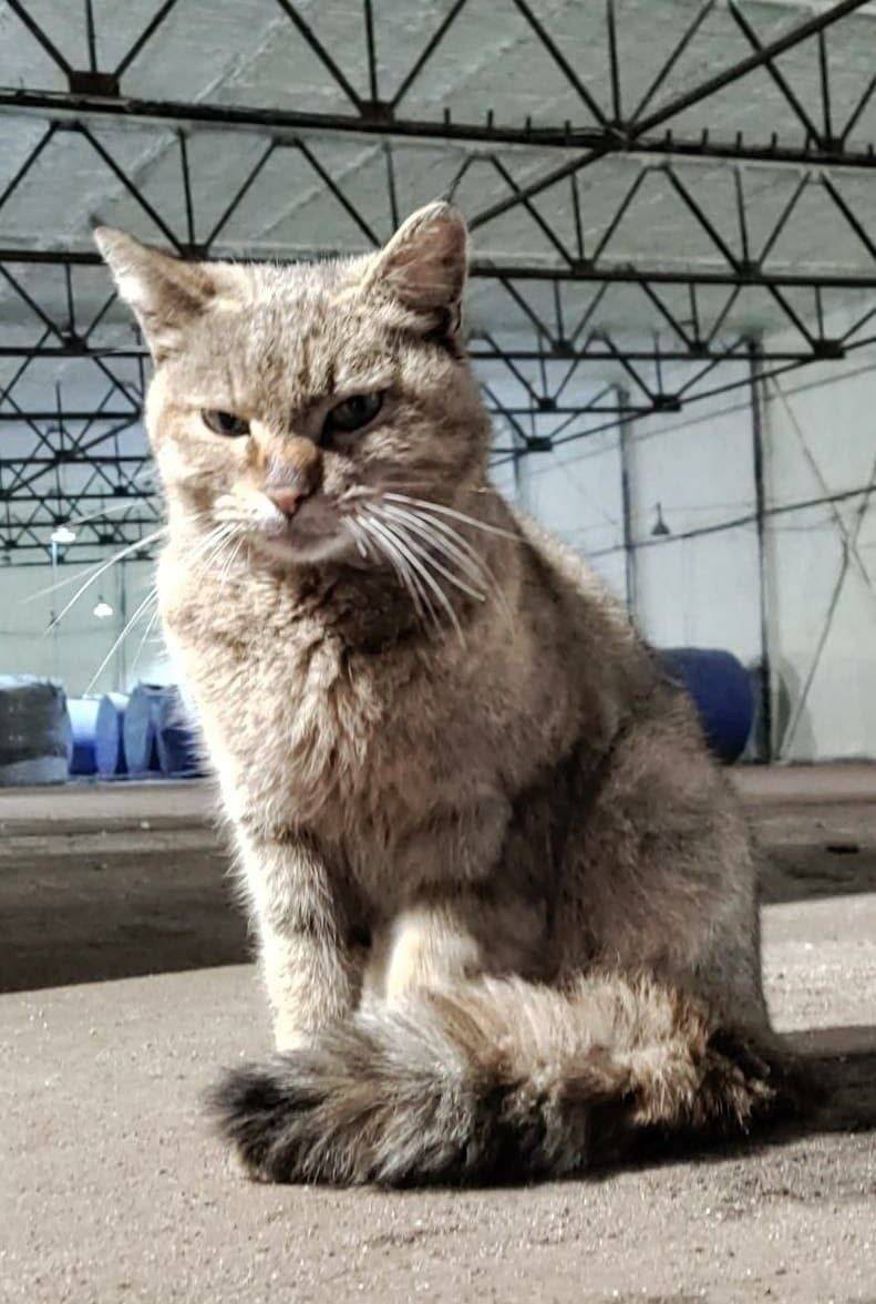 Найдена кошка Химки Малый прое...