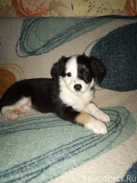 Пропал щенок 3 месяца зовут Бу...